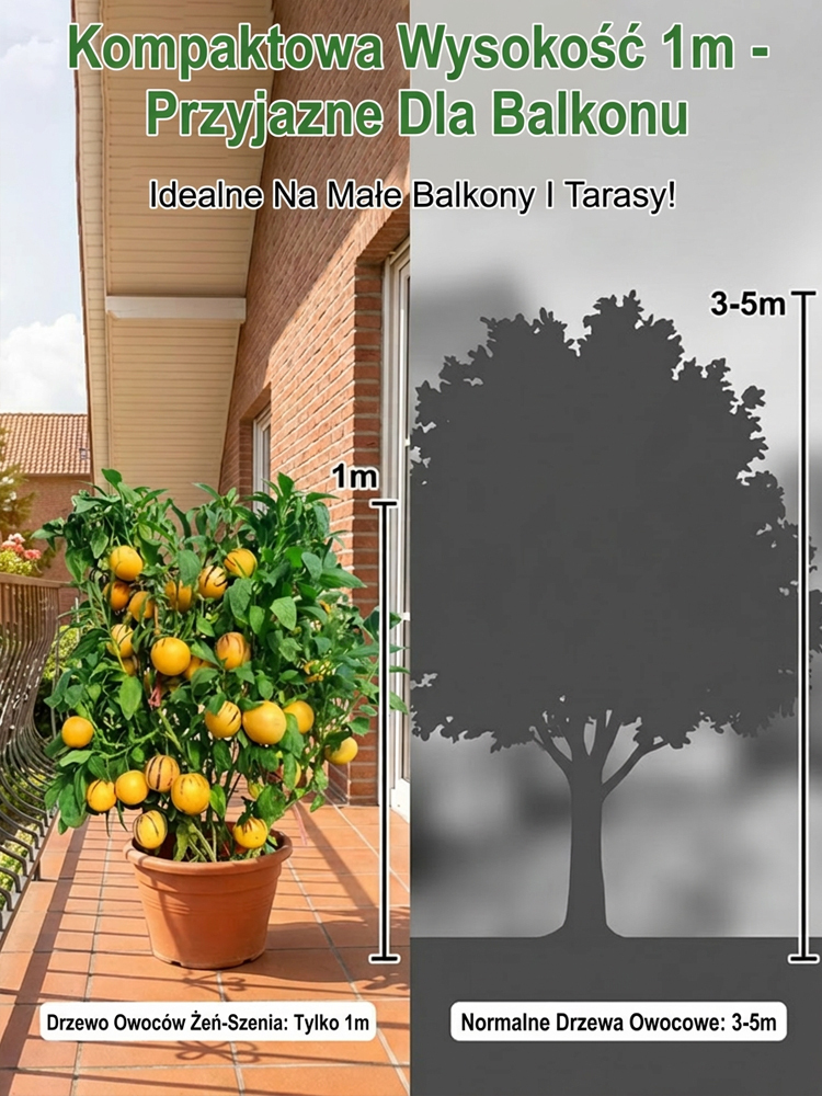 【100 dni do dojrzałości】Nasiona żeń-szenia złocistego – mleczny zapach i zdrowie w jednym słoiczku