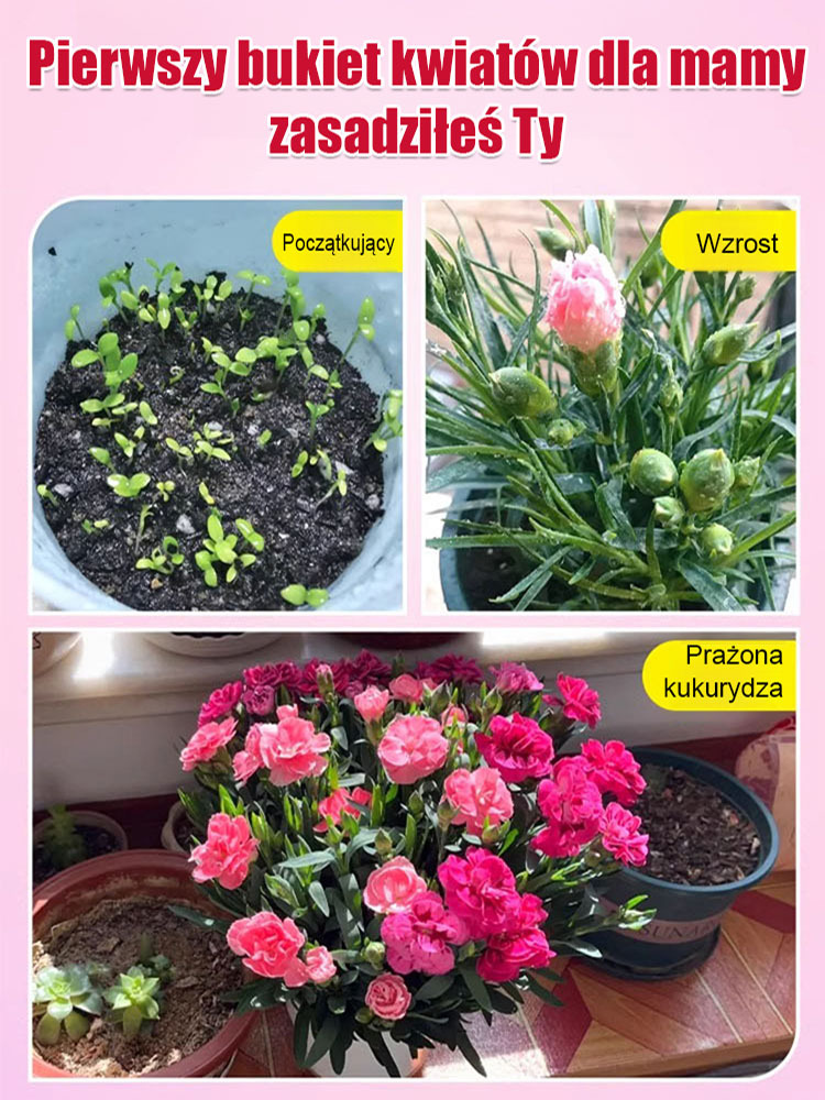 Nasiona Pełnego Goździka Całorocznego | Kwitnie 150 dni | Luksusowy zapach i łatwa uprawa 🌸