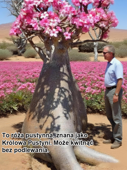 【W wodzie może żyć 100 lat!】Desert Queen Rose | Kwitnąca róża o niskich wymaganiach pielęgnacyjnych, luksusowym zapachu i właściwościach oczyszczających powietrze 🌹✨