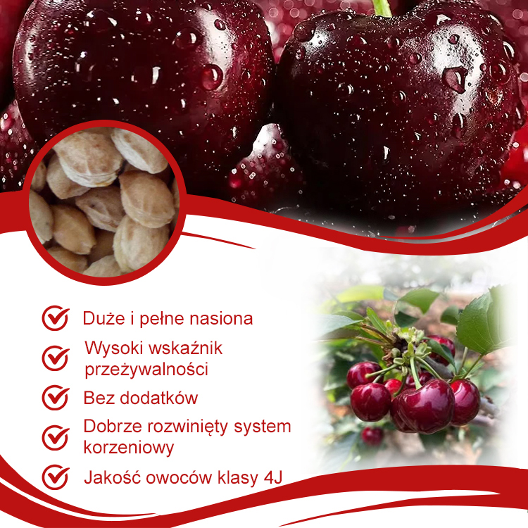 【Można sadzić o każdej porze roku】Importowane nasiona wiśni Chelsea✨️Wskaźnik przeżywalności wynosi 99,99%