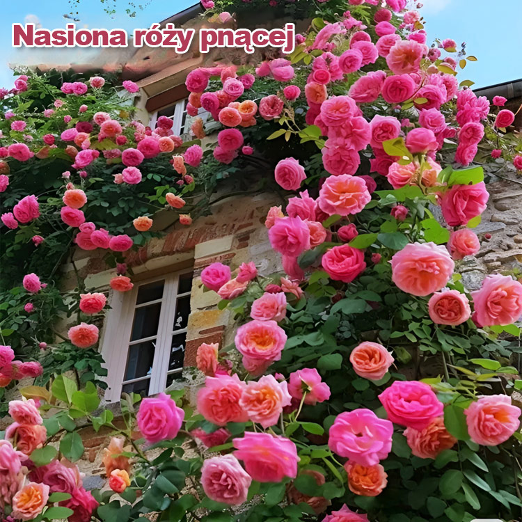 "Garden Ruby" (Nasiona pnące premium) | Kwitnie pełną ścianą kwiatów w 8 tygodni 🌺 | Wytrzymała i zimozielona ❄️ | Pachnie bardziej niż róże | 100% gwarancji sukcesu ✅