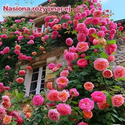 "Garden Ruby" (Nasiona pnące premium) | Kwitnie pełną ścianą kwiatów w 8 tygodni 🌺 | Wytrzymała i zimozielona ❄️ | Pachnie bardziej niż róże | 100% gwarancji sukcesu ✅