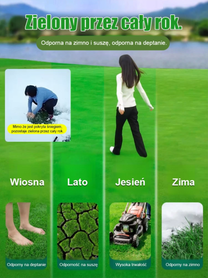 Nasiona traw kiełkujące w 7 dni – limitowana edycja najnowszych ulepszonych odmian