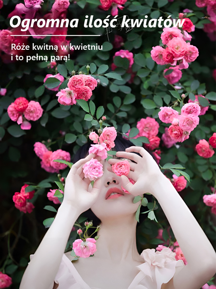 Nasiona Róży Pnącej Premium | Mrozoodporna Kaskada Czerwonych Kwiatów | 99,99% Kiełkowania | Kwitnie 300 Dni 🌹