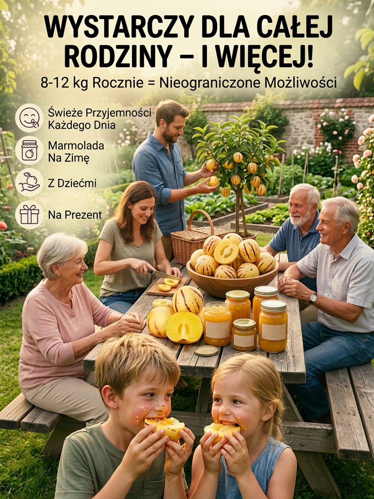 【100 dni do dojrzałości】Nasiona żeń-szenia złocistego – mleczny zapach i zdrowie w jednym słoiczku