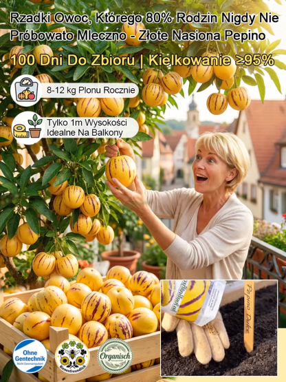 【100 dni do dojrzałości】Nasiona żeń-szenia złocistego – mleczny zapach i zdrowie w jednym słoiczku