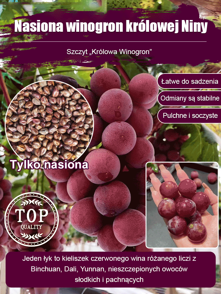 【Można sadzić o każdej porze roku】Pestki winogron Queen Nina✨️Wskaźnik przeżywalności wynosi 99,99%