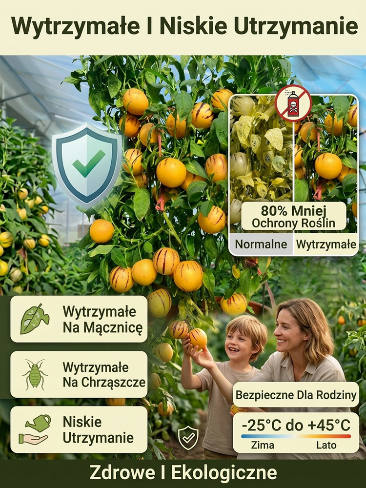 【100 dni do dojrzałości】Nasiona żeń-szenia złocistego – mleczny zapach i zdrowie w jednym słoiczku