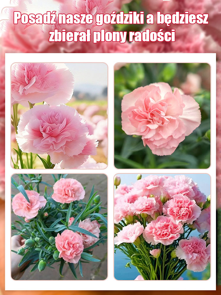 Nasiona Pełnego Goździka Całorocznego | Kwitnie 150 dni | Luksusowy zapach i łatwa uprawa 🌸