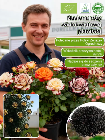 Nasiona wielogłowego plamistego róży.