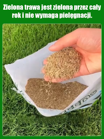 Nasiona traw kiełkujące w 7 dni – limitowana edycja najnowszych ulepszonych odmian