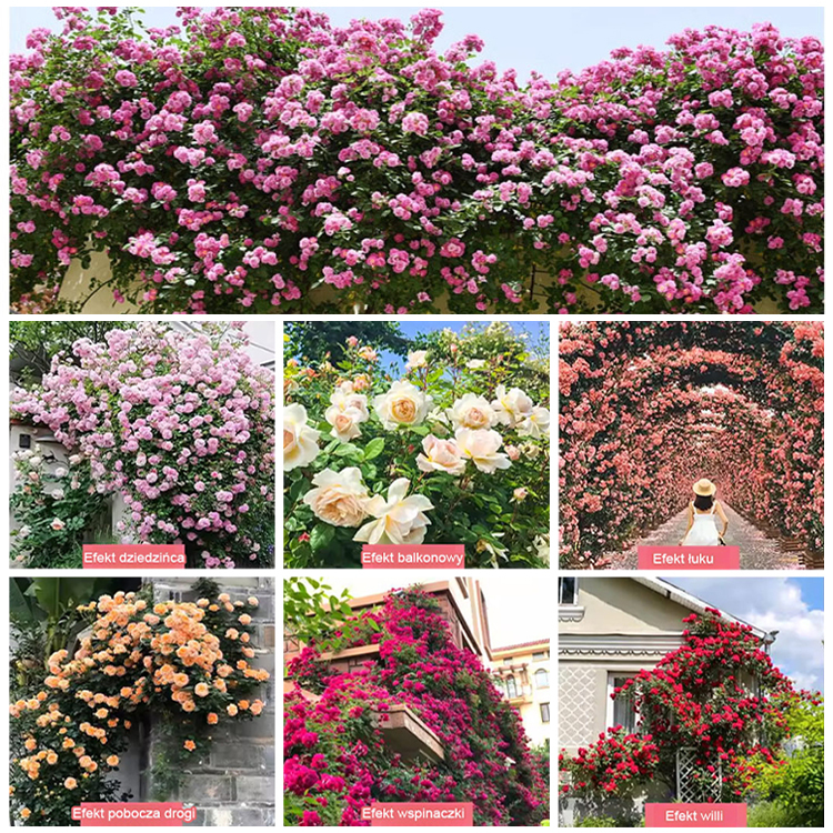 "Garden Ruby" (Nasiona pnące premium) | Kwitnie pełną ścianą kwiatów w 8 tygodni 🌺 | Wytrzymała i zimozielona ❄️ | Pachnie bardziej niż róże | 100% gwarancji sukcesu ✅