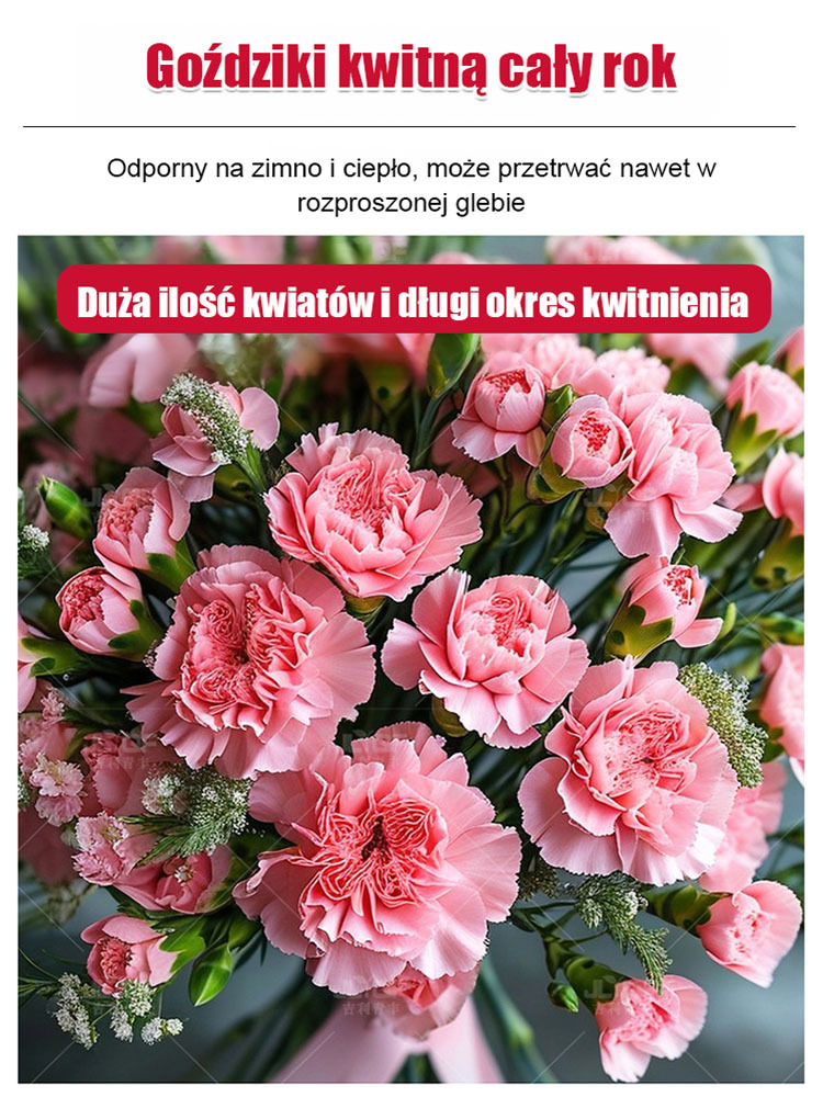 Nasiona Pełnego Goździka Całorocznego | Kwitnie 150 dni | Luksusowy zapach i łatwa uprawa 🌸