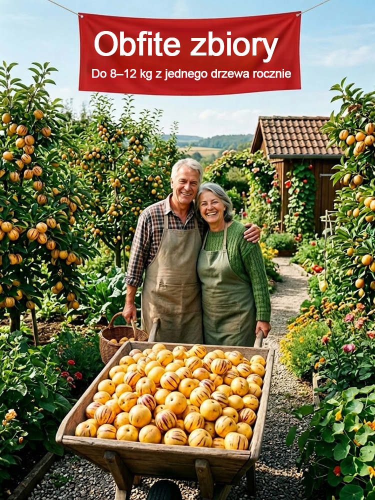 【100 dni do dojrzałości】Nasiona żeń-szenia złocistego – mleczny zapach i zdrowie w jednym słoiczku