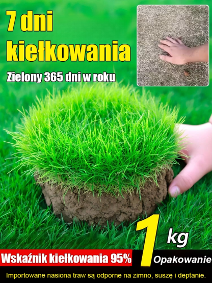 Nasiona traw kiełkujące w 7 dni – limitowana edycja najnowszych ulepszonych odmian