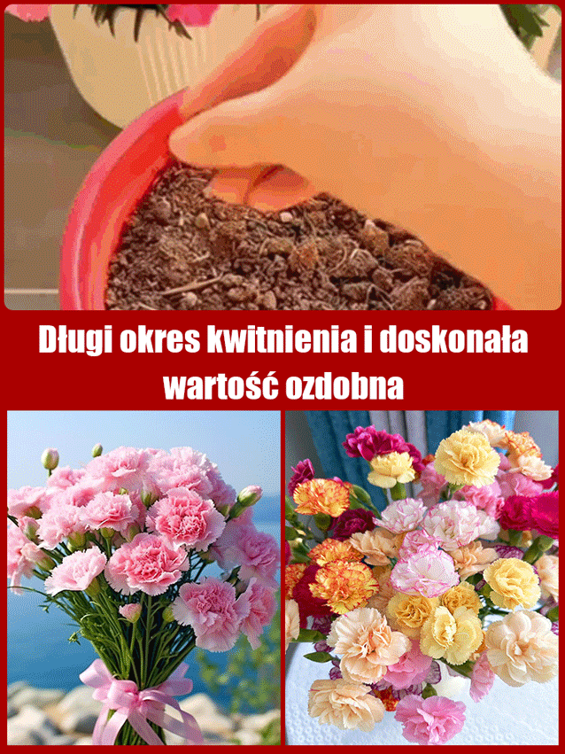 Nasiona Pełnego Goździka Całorocznego | Kwitnie 150 dni | Luksusowy zapach i łatwa uprawa 🌸