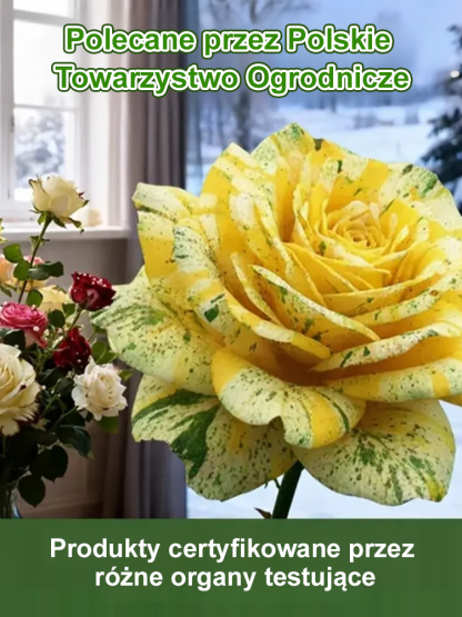 Der "Garten-Rubin" (Nasiona wielogłowego plamistego róży) | Mrozoodporna do -20°C | Kwitnie 200 Dni | Intensywny Zapach 🌹