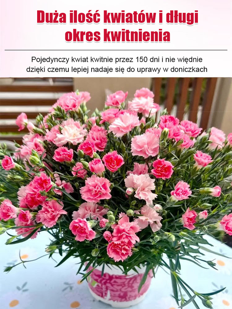 Nasiona Pełnego Goździka Całorocznego | Kwitnie 150 dni | Luksusowy zapach i łatwa uprawa 🌸