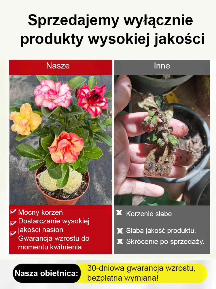 【W wodzie może żyć 100 lat!】Desert Queen Rose | Kwitnąca róża o niskich wymaganiach pielęgnacyjnych, luksusowym zapachu i właściwościach oczyszczających powietrze 🌹✨