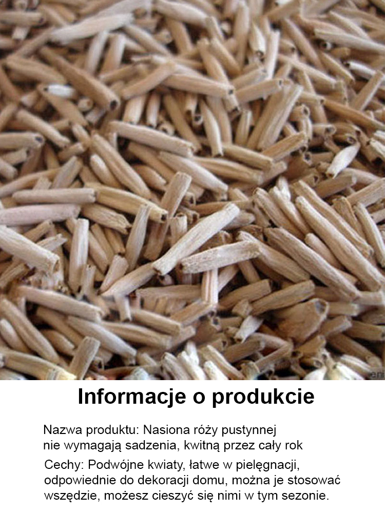 【W wodzie może żyć 100 lat!】Desert Queen Rose | Kwitnąca róża o niskich wymaganiach pielęgnacyjnych, luksusowym zapachu i właściwościach oczyszczających powietrze 🌹✨