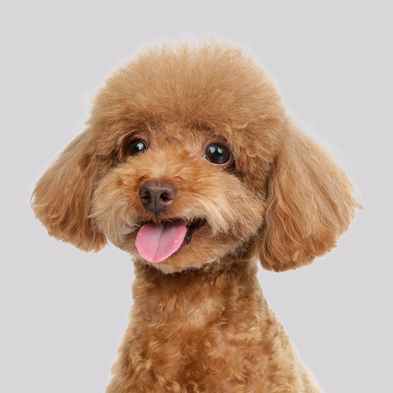 [Bliska interakcja] Inteligentna zabawka dla psa trzeciej generacji 🐶 Doskonałe wykonanie, odporność na zarysowania i ugryzienia 💎