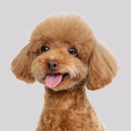 [Bliska interakcja] Inteligentna zabawka dla psa trzeciej generacji 🐶 Doskonałe wykonanie, odporność na zarysowania i ugryzienia 💎