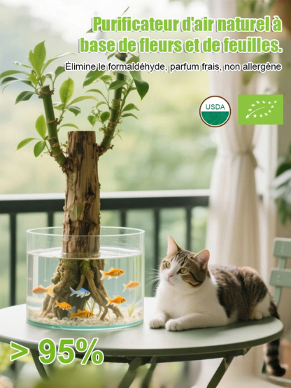 【Bonne fortune】Plante porte-bonheur à cultiver dans l'eau