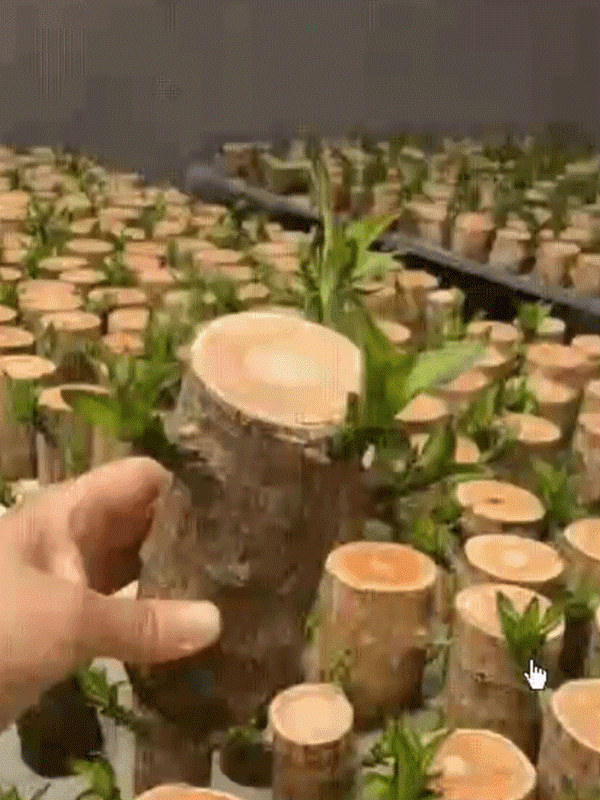 【Bonne fortune】Plante porte-bonheur à cultiver dans l'eau