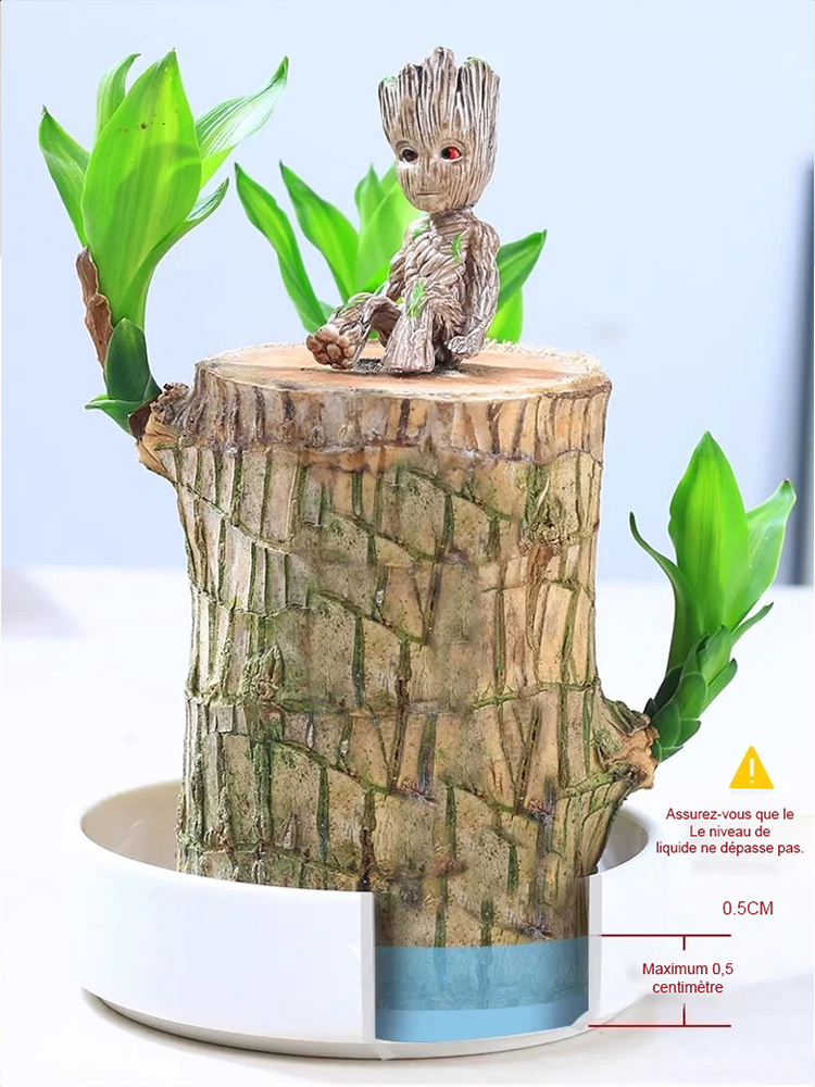 【Bonne fortune】Plante porte-bonheur à cultiver dans l'eau