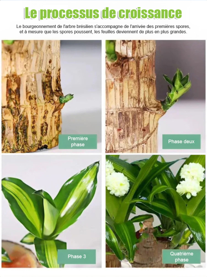 【Bonne fortune】Plante porte-bonheur à cultiver dans l'eau