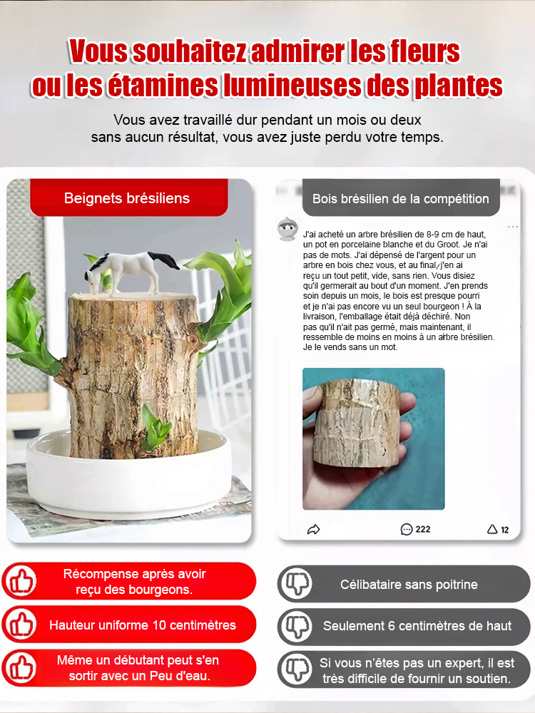 【Bonne fortune】Plante porte-bonheur à cultiver dans l'eau