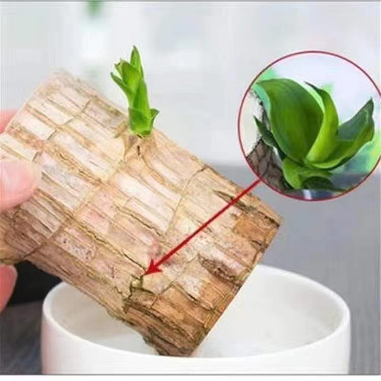 【Bonne fortune】Plante porte-bonheur à cultiver dans l'eau