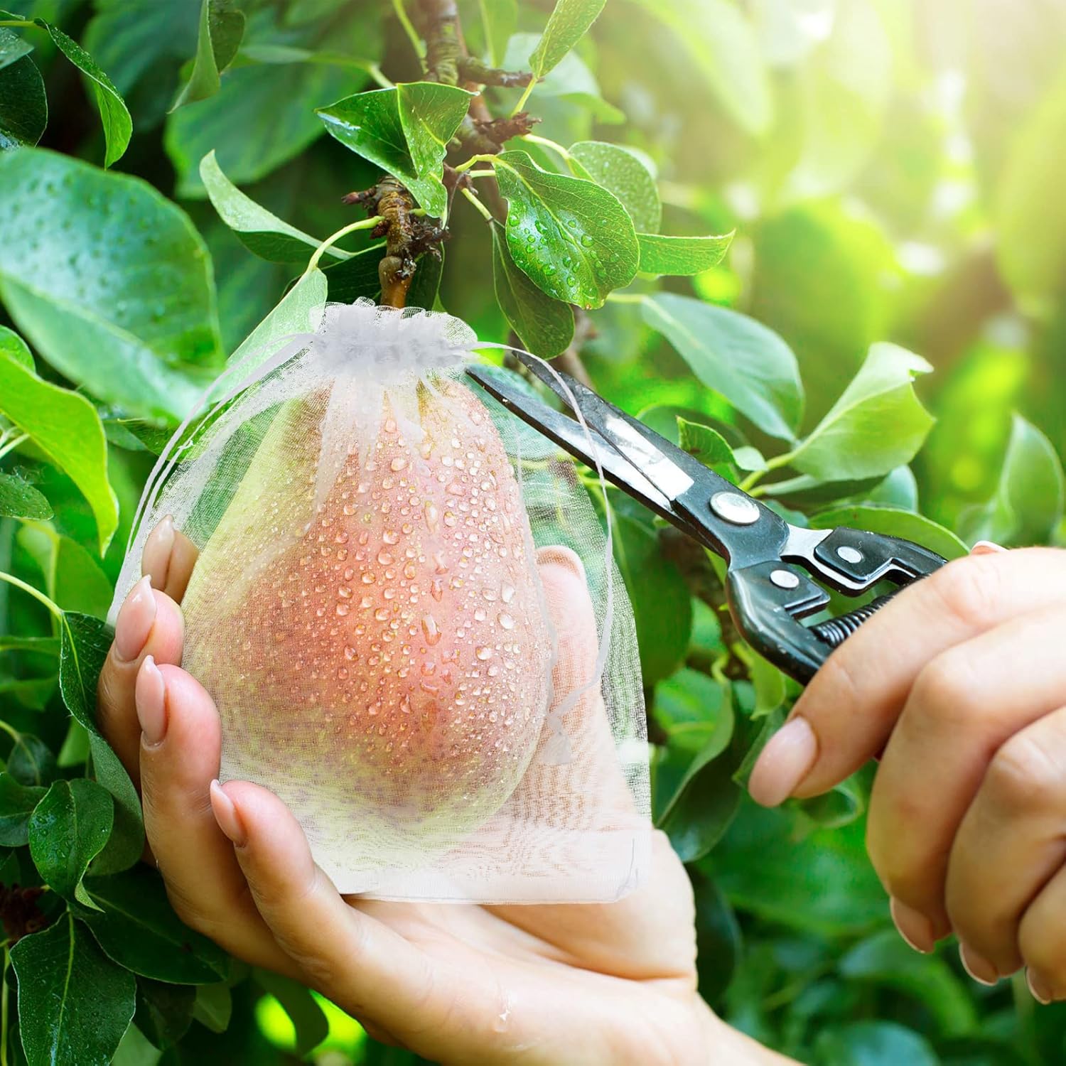 🔥Fruit Protection Bags