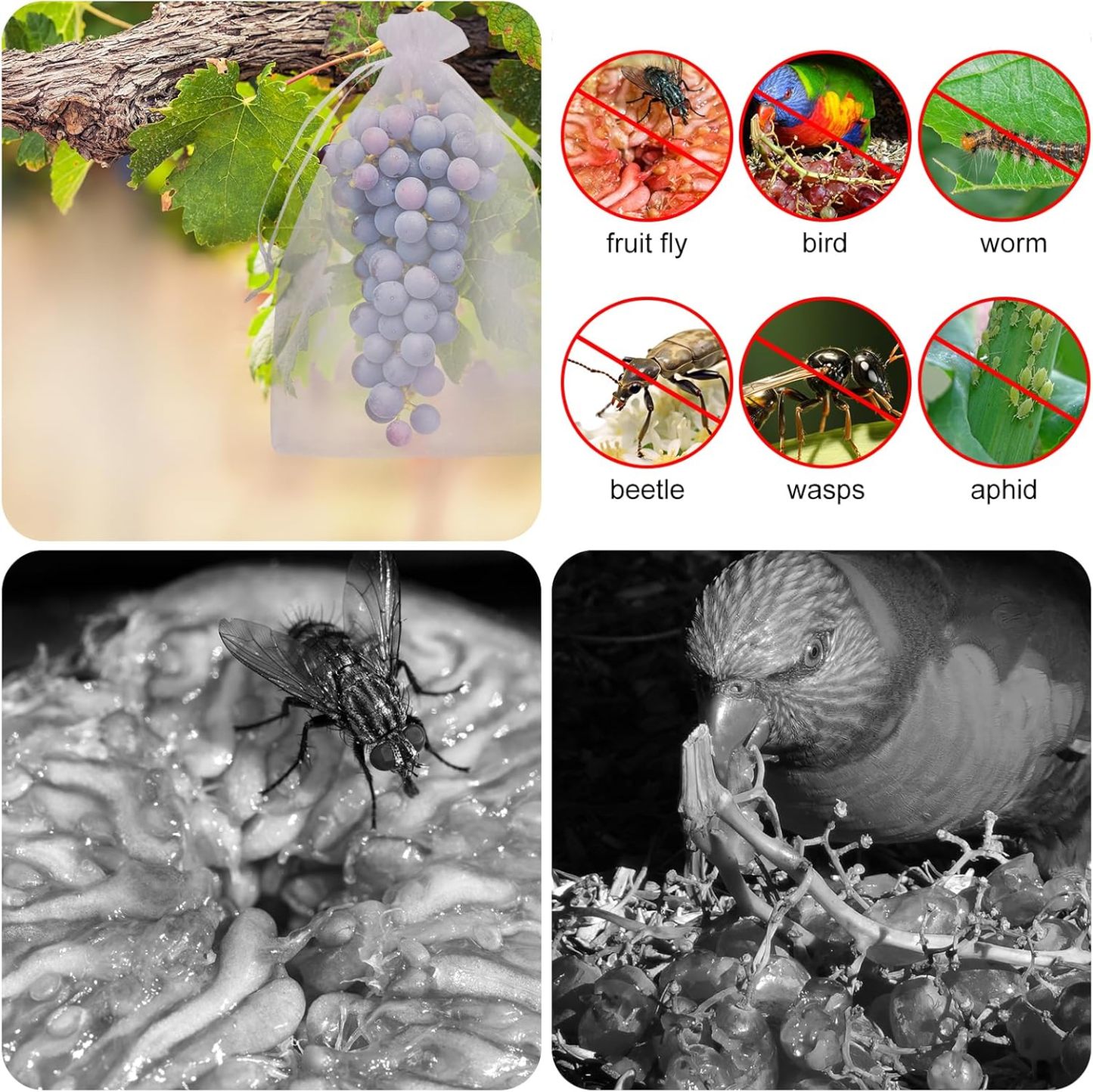 🔥Fruit Protection Bags