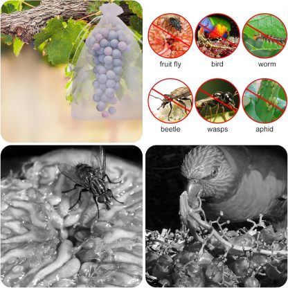 🔥Fruit Protection Bags