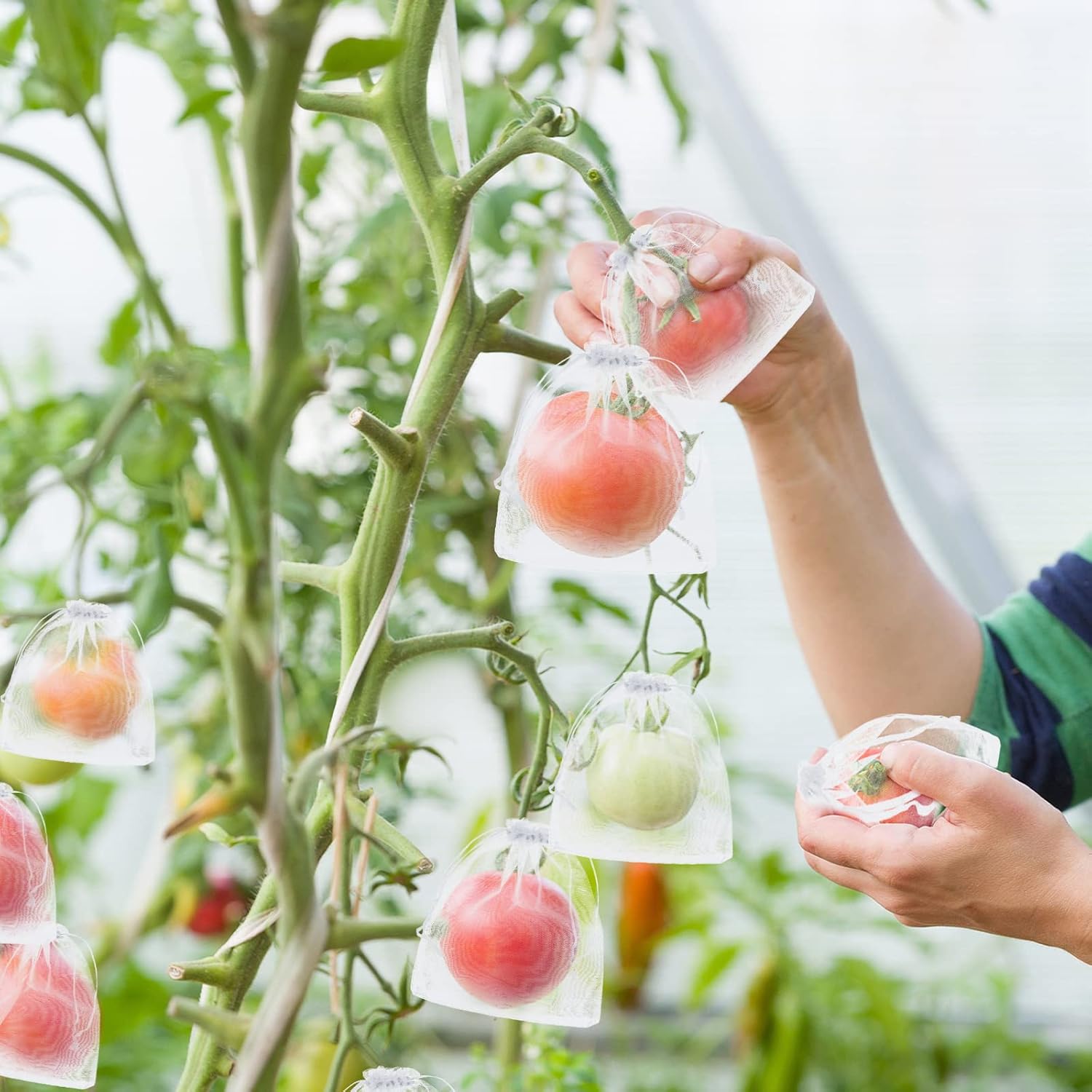 🔥Fruit Protection Bags
