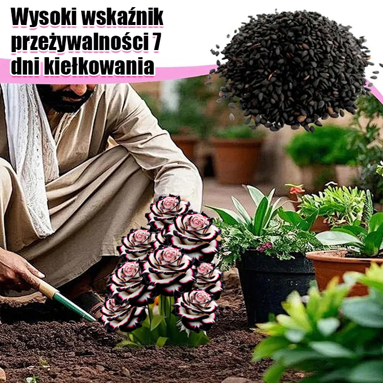 Róża o wielu kwiatach w plamki