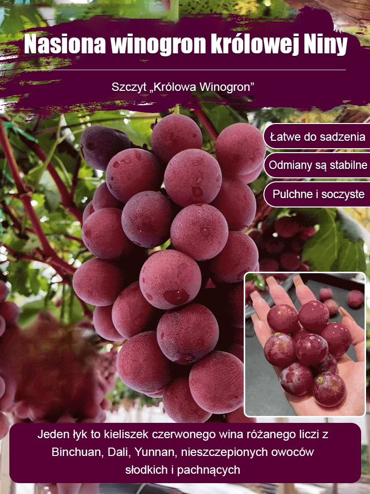 Ziarna winogron królowej Niny z naturalnym aromatem wina🌟 Łatwa w uprawie, daje trzy obfite plony rocznie. 🍇