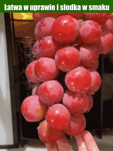 Ziarna winogron królowej Niny z naturalnym aromatem wina🌟 Łatwa w uprawie, daje trzy obfite plony rocznie. 🍇