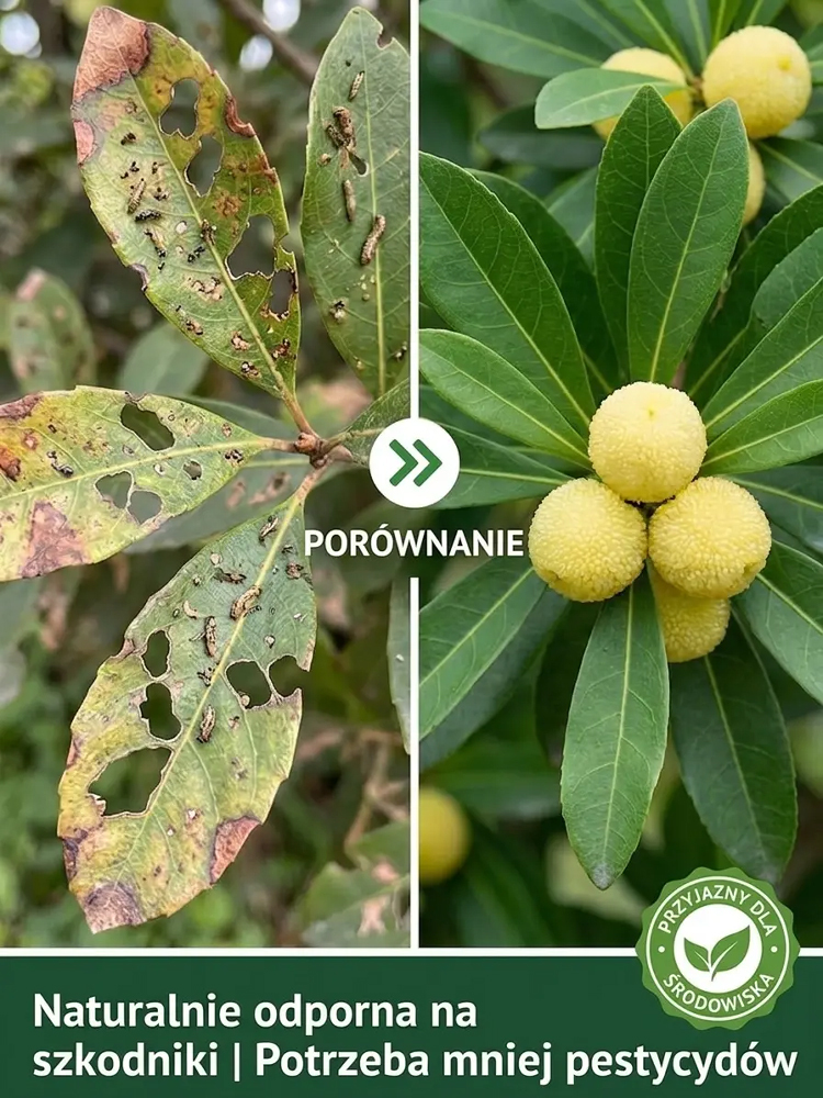 Nasiona wysokoplennej, odpornej na mróz i suszę białej jagody kryształowej