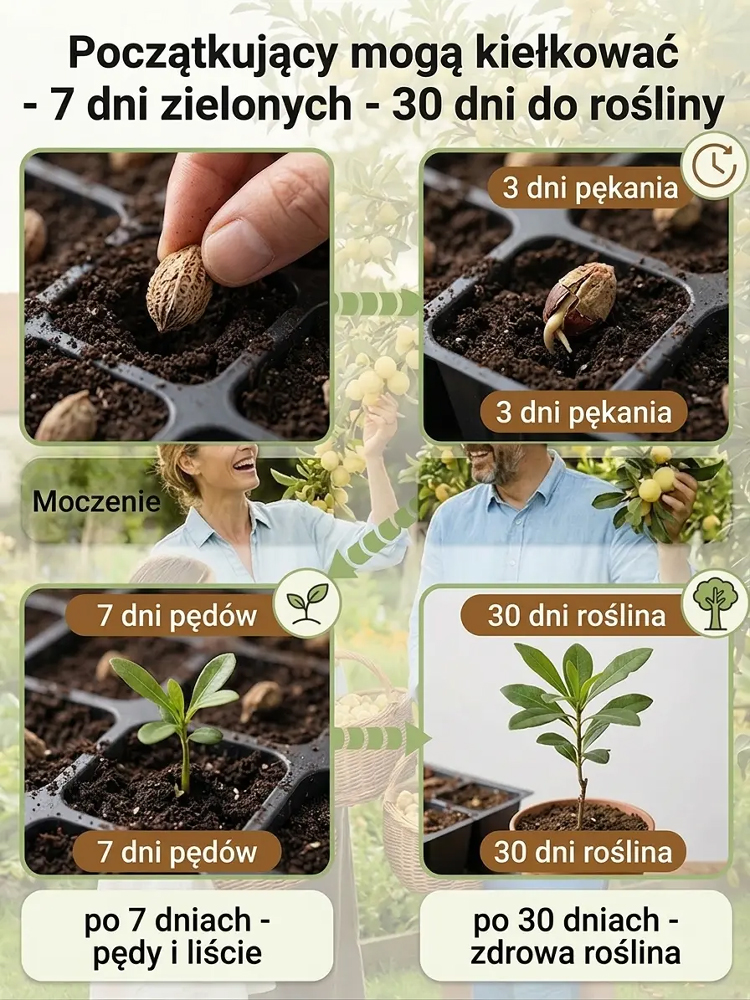 Nasiona wysokoplennej, odpornej na mróz i suszę białej jagody kryształowej