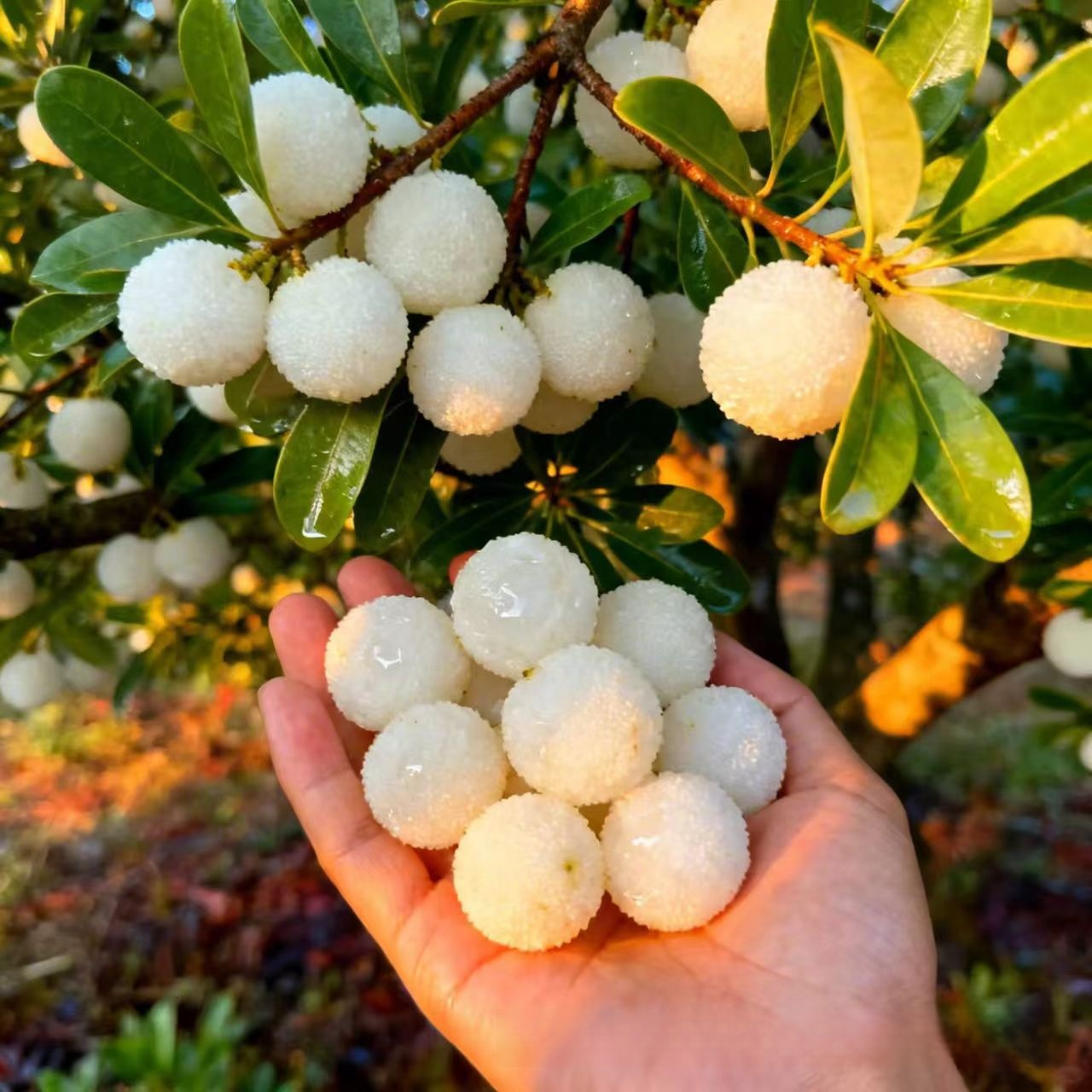 Nasiona wysokoplennej, odpornej na mróz i suszę białej jagody kryształowej