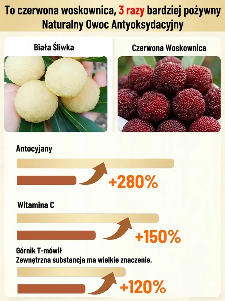 Nasiona wysokoplennej, odpornej na mróz i suszę białej jagody kryształowej