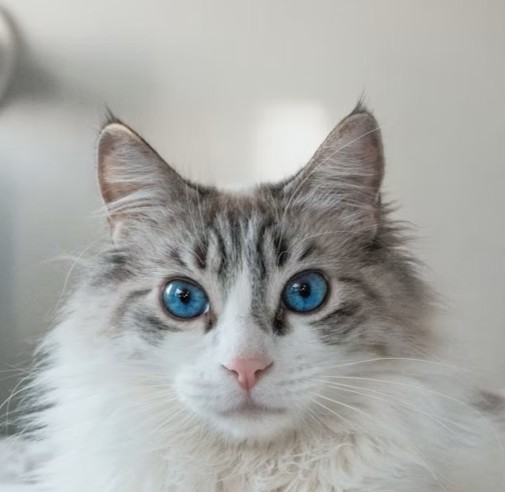 Pet daily necessities