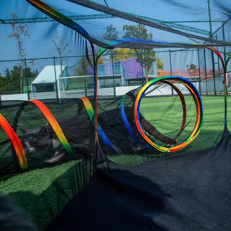 Outdoor Cat Enclosure