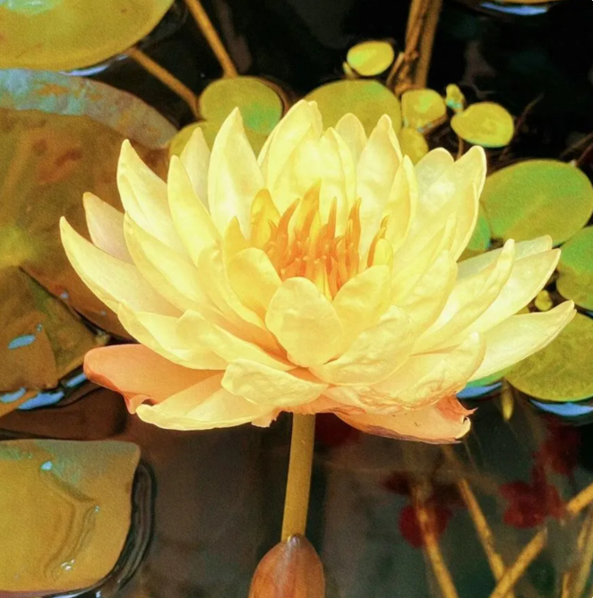 🌸【7 days germination】Last Day Sale - 50% OFF💐The Sacred Bonsai Bowl Lotus Flower