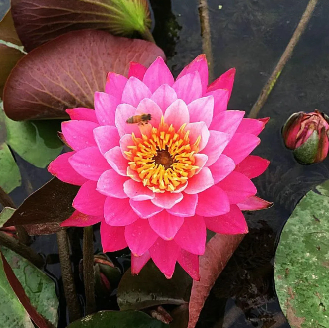 🌸【7 days germination】Last Day Sale - 50% OFF💐The Sacred Bonsai Bowl Lotus Flower