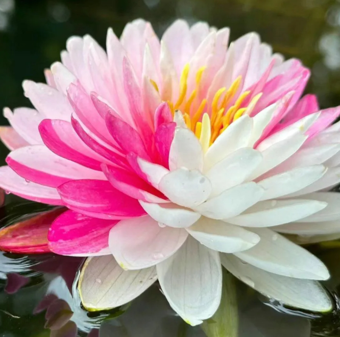 🌸【7 days germination】Last Day Sale - 50% OFF💐The Sacred Bonsai Bowl Lotus Flower