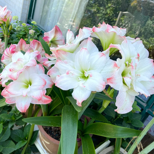 🌺Double-Petaled Perfume Amaryllis Bulbs