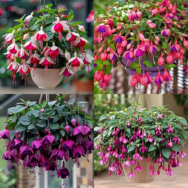 🌺Fuchsia Seeds - Lantern Flower